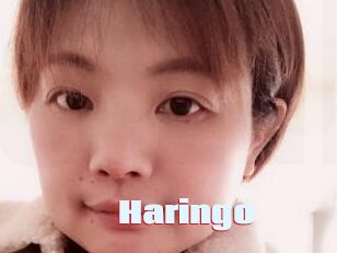 Haringo